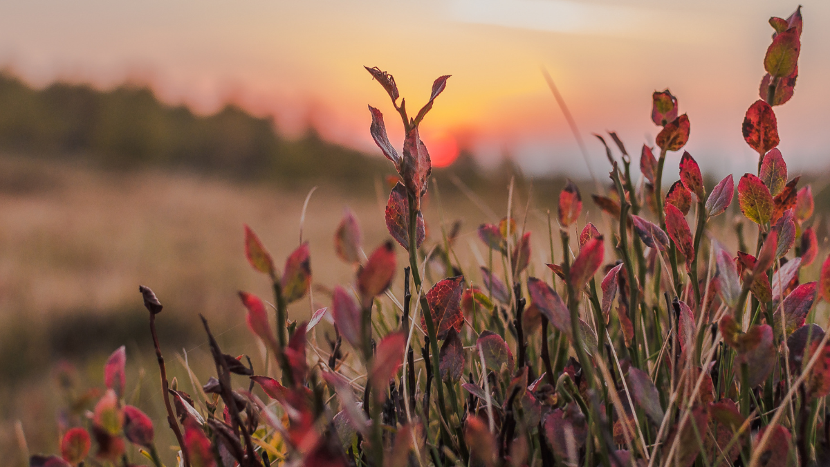 Autumn fields turning red for a blog post about Fall Traditions from Around the World